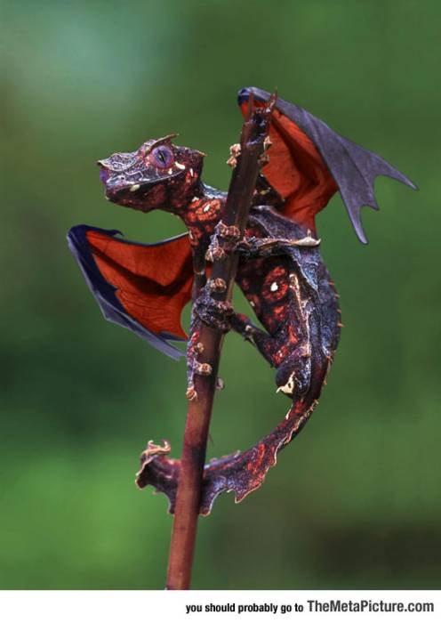 cool-lizard-gecko-wings-tail-dragon.jpg